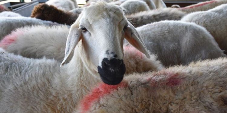 İsrailli yerleşimciler, Batı Şeria’da Filistinlilerin koyunlarına el koydu